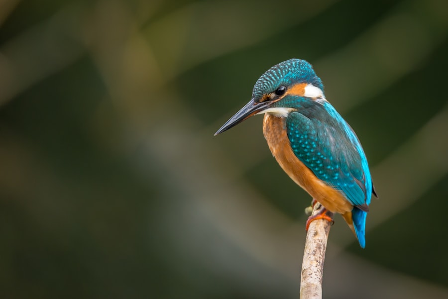 Bird Watching at Thattekad